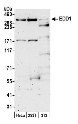 EDD1 Rabbit anti-Human, Mouse, Polyclonal, Bethyl Laboratories 100 &mu;L;