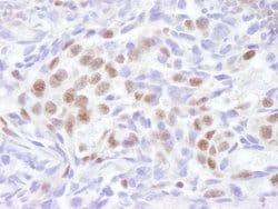 EDD1 Polyclonal Antibody, Bethyl Laboratories:Antibodies:Primary Antibodies