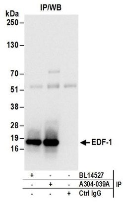 EDF-1 Rabbit anti-Human, Polyclonal, Bethyl Laboratories 100 &mu;L; Unconjugated:Antibodies,
