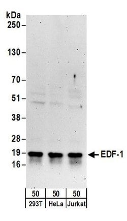 EDF-1 Rabbit anti-Human, Polyclonal, Bethyl Laboratories 100 &mu;L; Unconjugated:Antibodies,