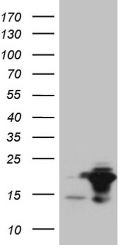 EDF1 Mouse anti-Human, Clone: OTI2G2, lyophilized, TrueMAB 100 &mu;g; Unconjugated:Antibodies,