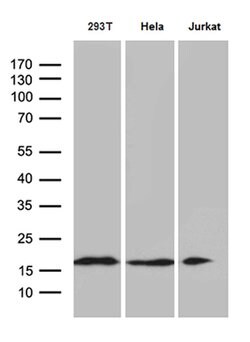EDF1 Mouse anti-Human, Clone: OTI2G2, lyophilized, TrueMAB 100 &mu;g; Unconjugated:Antibodies,