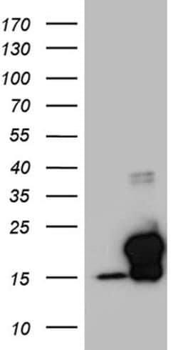 EDF1 Mouse anti-Human, Clone: OTI7D9, lyophilized, TrueMAB 100 &mu;g; Unconjugated:Antibodies,