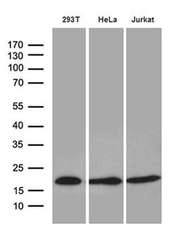 EDF1 Monoclonal Antibody (OTI7D9), TrueMAB , OriGene 100 &mu;L; Unconjugated:Antibodies,