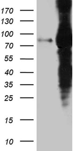 EEF1D Mouse anti-Human, Clone: OTI6B3, liquid, TrueMAB 100 &mu;L; Unconjugated:Antibodies,