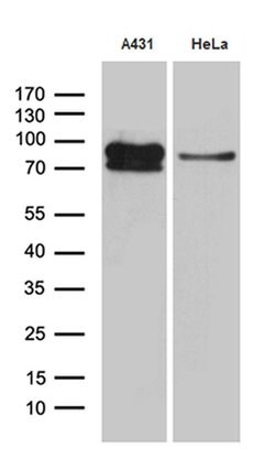 EEF1D Mouse anti-Human, Clone: OTI6B3, liquid, TrueMAB 100 &mu;L; Unconjugated:Antibodies,