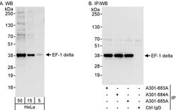 EF-1 delta Rabbit anti-Human, Polyclonal, Bethyl Laboratories 100 &mu;L;