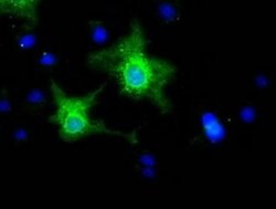EFNA2 Monoclonal Antibody (OTI2E6), TrueMAB , OriGene 30 &mu;L; Unconjugated:Antibodies,