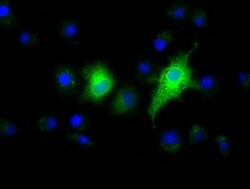 EFNA2 Mouse anti-Human, Clone: OTI4C3, lyophilized, TrueMAB 100 &mu;g;