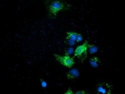 EFNA2 Mouse anti-Human, Clone: OTI2B7, liquid, TrueMAB 100 &mu;L; Unconjugated:Antibodies,