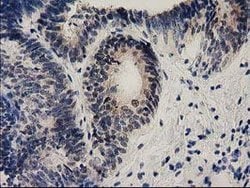 EFNA2 Mouse anti-Human, Clone: OTI3E3, lyophilized, TrueMAB 100 &mu;g;