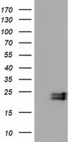 EFNA2 Mouse anti-Human, Clone: OTI2B7, liquid, TrueMAB 100 &mu;L; Unconjugated:Antibodies,