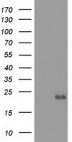 EFNA2 Mouse anti-Human, Clone: OTI3E3, lyophilized, TrueMAB 100 &mu;g;