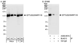 EFTUD2/SNRP116 Rabbit anti-Human, Mouse, Polyclonal, Bethyl Laboratories