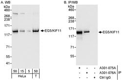 EG5/KIF11 Rabbit anti-Human, Polyclonal, Bethyl Laboratories 100 &mu;L;