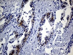 EGF Monoclonal Antibody (OTI2F9), TrueMAB , OriGene 30 &mu;L | Buy Online | Origene Technologies | Fisher Scientific