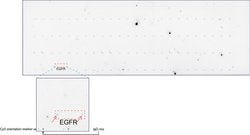 EGFR Mouse anti-Canine, Human, Clone: UMAB95, liquid, UltraMAB 100 &mu;L;