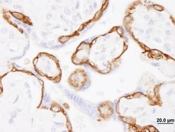 EGFR Rabbit anti-Human, Mouse, Polyclonal, Bethyl Laboratories 100 &mu;L;