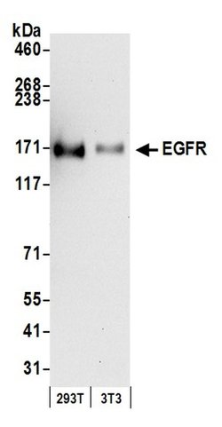 EGFR Rabbit anti-Human, Mouse, Polyclonal, Bethyl Laboratories 100 &mu;L;