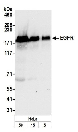 EGFR Rabbit anti-Human, Mouse, Polyclonal, Bethyl Laboratories 100 &mu;L;