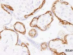 EGFR Polyclonal Antibody, Bethyl Laboratories 100 &mu;l; Unlabeled:Antibodies,