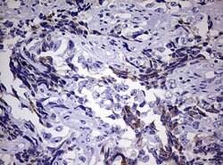 EGFR Mouse anti-Human, Clone: OTI3F2, lyophilized, TrueMAB 100 &mu;g | Buy Online | Origene Technologies | Fisher Scientific