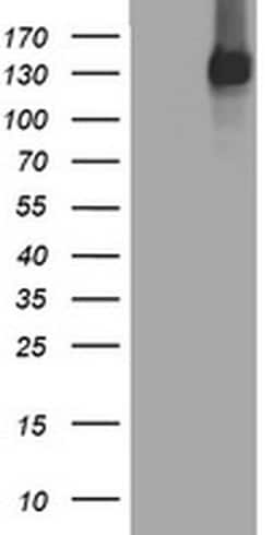 EGFR Monoclonal Antibody (OTI1C8), TrueMAB , OriGene 100 &mu;L; Unconjugated:Antibodies,