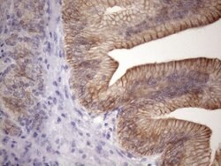 EGLN2 Mouse anti-Human, Clone: OTI7H3, lyophilized, TrueMAB 100 &mu;g;