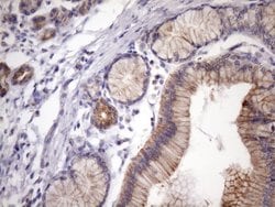 EGLN2 Mouse anti-Human, Clone: OTI7H3, lyophilized, TrueMAB 100 &mu;g;