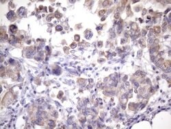 EGLN2 Mouse anti-Human, Clone: OTI7H3, lyophilized, TrueMAB 100 &mu;g;