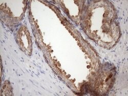 EGLN2 Mouse anti-Human, Clone: OTI7H3, lyophilized, TrueMAB 100 &mu;g;