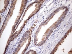 EGLN2 Mouse anti-Human, Clone: OTI7H3, TrueMAB , Origene 30 &mu;L; Unconjugated:Antibodies,