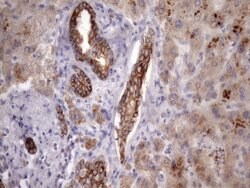 EGLN2 Mouse anti-Human, Clone: OTI7H3, lyophilized, TrueMAB 100 &mu;g;