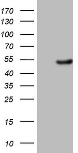 EGLN2 Mouse anti-Human, Clone: OTI7H3, TrueMAB , Origene 30 &mu;L; Unconjugated:Antibodies,