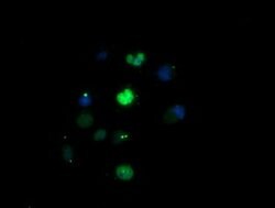 EGR2 Mouse anti-Human, Clone: OTI1F10, lyophilized, TrueMAB 100 &mu;g;