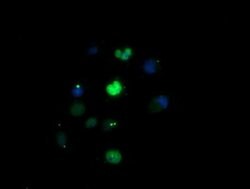EGR2 Monoclonal Antibody (OTI1F10), TrueMAB , OriGene 100 &mu;L; Unconjugated:Antibodies,