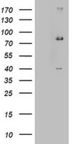 EHHADH Monoclonal Antibody (OTI2C4), TrueMAB , OriGene 100 &mu;L; Unconjugated:Antibodies,