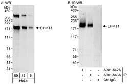 EHMT1 Rabbit anti-Human, Polyclonal, Bethyl Laboratories 100 &mu;l; Unlabeled:Antibodies,