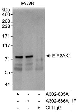 EIF2AK1 Rabbit anti-Human, Polyclonal, Bethyl Laboratories 100 &mu;L; Unconjugated:Antibodies,