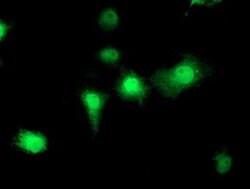 EIF2B3 Monoclonal Antibody (OTI2H1), TrueMAB , OriGene 100 &mu;L; Unconjugated:Antibodies,