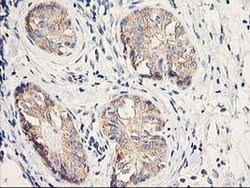 EIF2B3 Monoclonal Antibody (OTI1H3), TrueMAB , OriGene 100 &mu;L; Unconjugated:Antibodies,