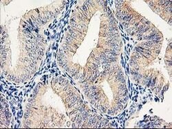 EIF2B3 Monoclonal Antibody (OTI1D6), TrueMAB , OriGene 30 &mu;L; Unconjugated:Antibodies,