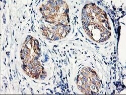 EIF2B3 Monoclonal Antibody (OTI1D6), TrueMAB , OriGene 30 &mu;L; Unconjugated:Antibodies,