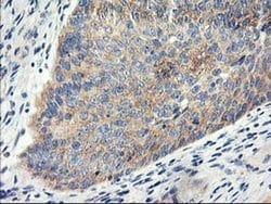 EIF2B3 Monoclonal Antibody (OTI1D6), TrueMAB , OriGene 30 &mu;L; Unconjugated:Antibodies,