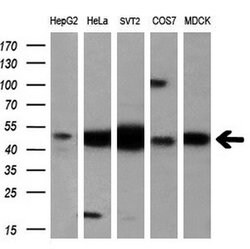 EIF2B3 Monoclonal Antibody (OTI1H3), TrueMAB , OriGene 100 &mu;L; Unconjugated:Antibodies,