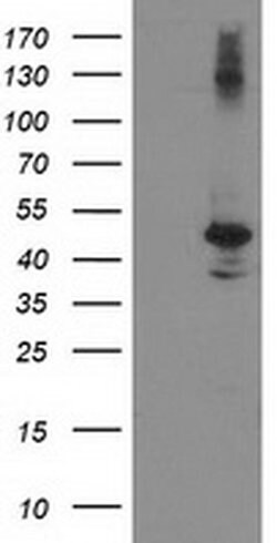 EIF2B3 Monoclonal Antibody (OTI1A4), TrueMAB , OriGene 100 &mu;L; Unconjugated:Antibodies,