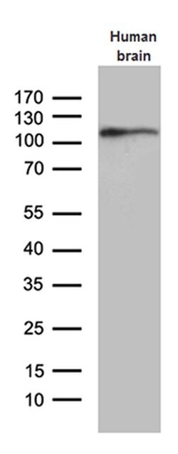 EIF2C1 Monoclonal Antibody (OTI2E8), TrueMAB , OriGene 30 &mu;L | Buy Online | Origene Technologies | Fisher Scientific
