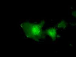 EIF2S1 Monoclonal Antibody (OTI3H4), TrueMAB , OriGene 100 &mu;L; Unconjugated:Antibodies,