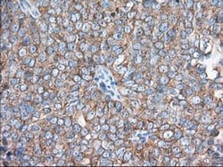 EIF2S1 Monoclonal Antibody (OTI3H4), TrueMAB , OriGene 100 &mu;L; Unconjugated:Antibodies,