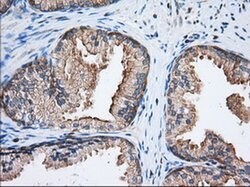 EIF2S1 Monoclonal Antibody (OTI3H4), TrueMAB , OriGene 100 &mu;L; Unconjugated:Antibodies,